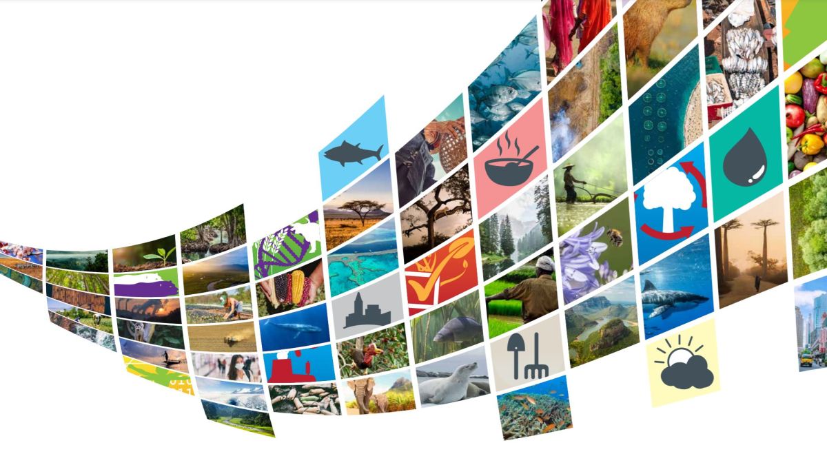 Κλιματική κρίση και κρίση της βιοποικιλότητας: ένας κοινός στόχος 