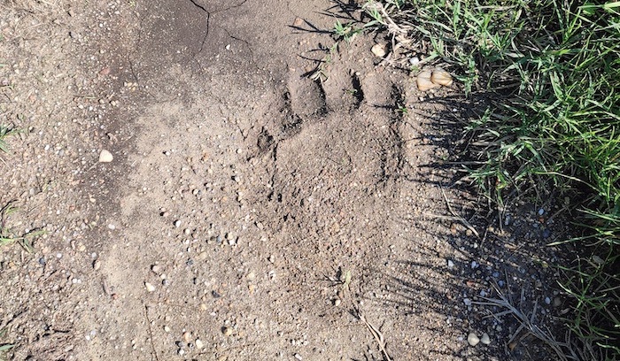 Άμεση συνεργασία φορέων για την παρουσία αρκούδας στην περιοχή του ποταμού Αξιού