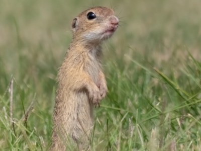 Στο Καλοχώρι η μεγαλύτερη αποικία λαγόγυρων στην Ελλάδα