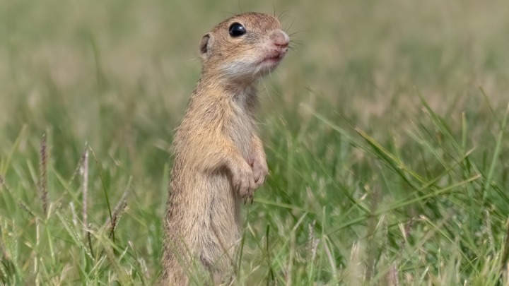 Στο Καλοχώρι η μεγαλύτερη αποικία λαγόγυρων στην Ελλάδα