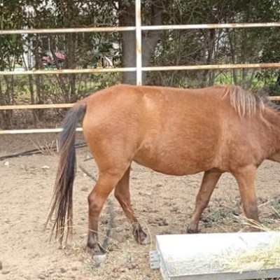 ΑΠΘ: Σε άριστη κατάσταση τα σκυριανά αλογάκια – Απάντηση στον σύλλογο προστασίας ιπποειδών