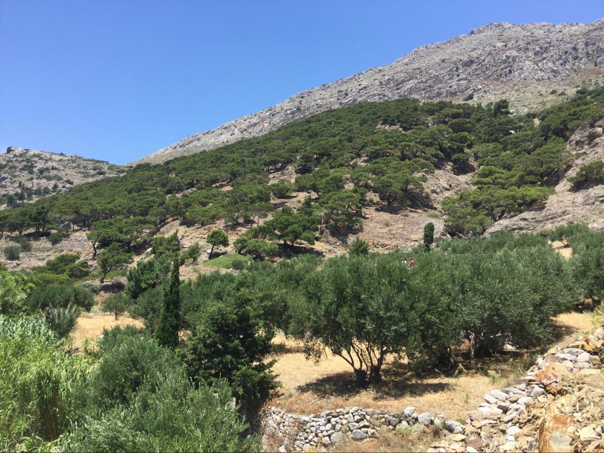 Δασωμένοι αγροί με… έξυπνες καλλιέργειες