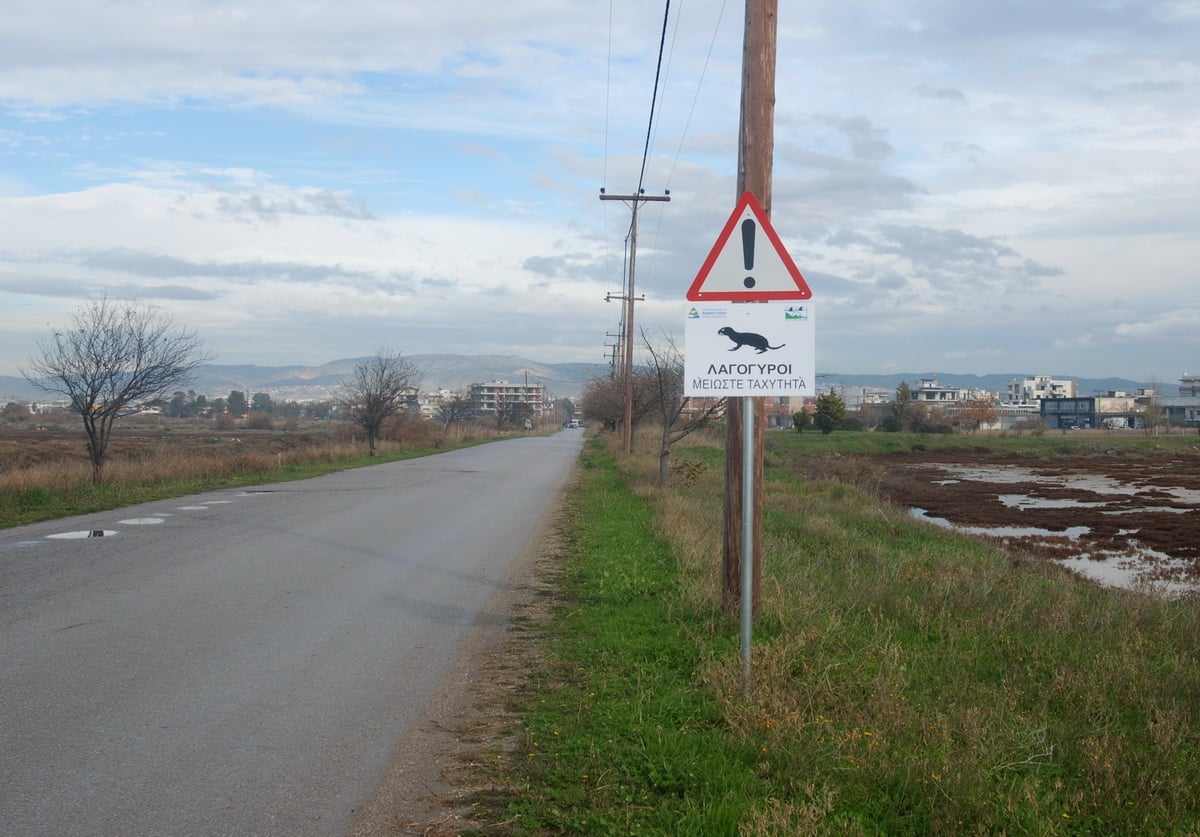 Νέες πινακίδες για τον λαγόγυρο στο Καλοχώρι