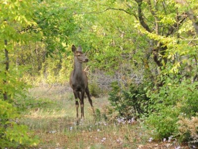 Ειδικός χώρος για ζαρκάδια και ελάφια δημιουργήθηκε στον «Αρκτούρο»