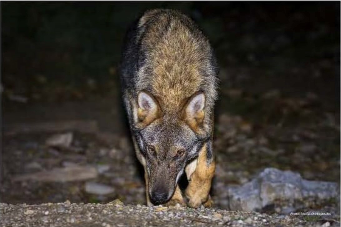 Η Καλλιστώ για την επίθεση λύκου σε σκύλο στον Εθνικό Δρυμό Πάρνηθας
