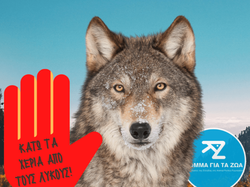 Κόμμα για τα Ζώα: Κάτω τα χέρια από τους λύκους
