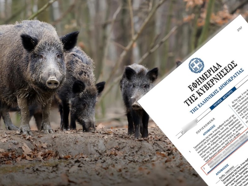 ΦΕΚ: Παράταση της περιόδου θήρας του αγριόχοιρου