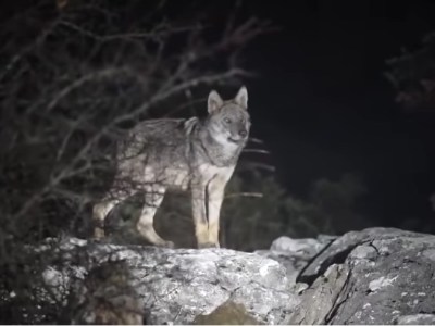 Βίντεο με λύκους στην Πάρνηθα -«Πλησιάζουν πλέον σε περιοχές με ανθρώπινη παρουσία»