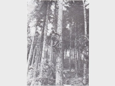 Ερευνητικές δραστηριότητες του Ινστιτούτου Δασικών Ερευνών Αθηνών