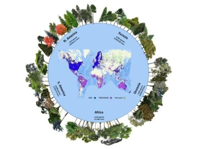 Περίπου 73.300 είδη δέντρων στη Γη- Αλλά τα 9.200 δεν έχουν ακόμη ανακαλυφθεί