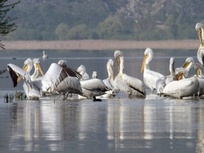 Μετά από 28 χρόνια αναμονής, η χώρα μας προχώρησε στην κύρωση της AEWA