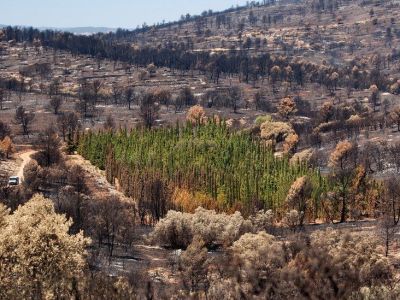 Αντιπυρικές Ζώνες με Ορθόκλαδο Κυπαρίσσι