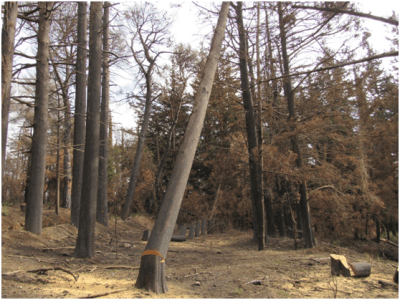 Ένα νέο είδος μανιταριού από το δάσος Τατοΐου