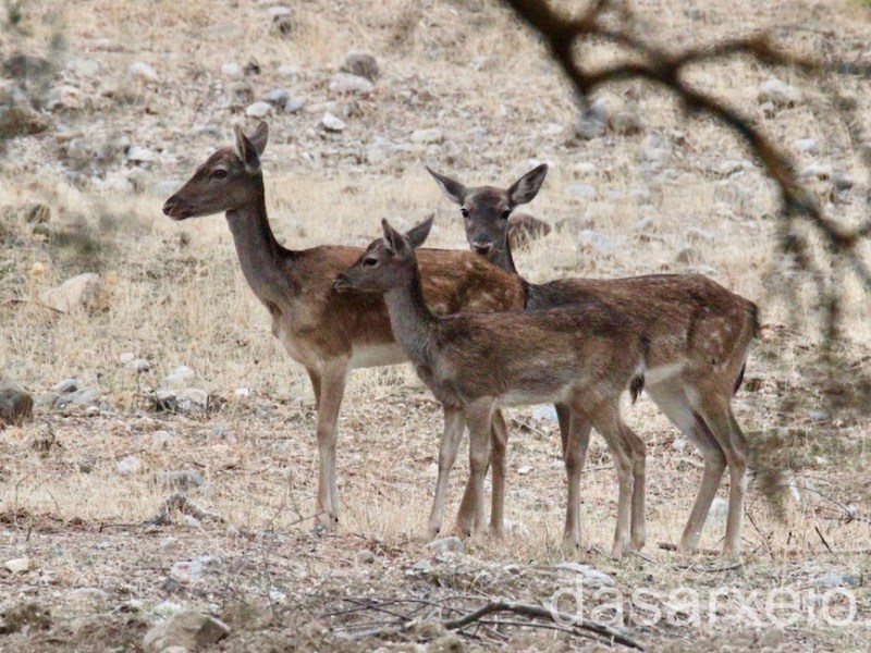 Ρόδος: Άμεση μείωση του πληθυσμού των ελαφιών απαιτεί το Περιφερειακό Συμβούλιο Νοτίου Αιγαίου