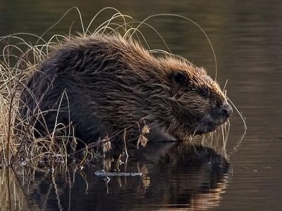 Οι κάστορες έρχονται ξανά και για καλό σκοπό