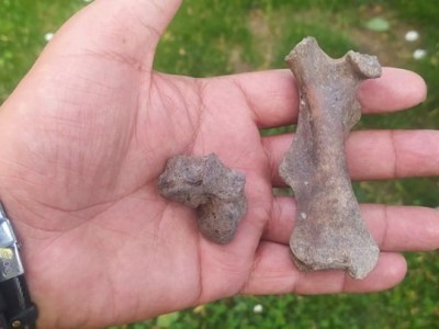 Ο κάστορας, το προϊστορικό κοκαλάκι του και η επανεισαγωγή του «μηχανικού της φύσης»