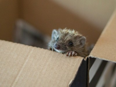 Mωρά ζωάκια «κατέλαβαν» τη Δράση για την Άγρια Ζωή