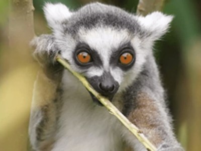 Νομικό πλαίσιο λειτουργίας των Ζωολογικών κήπων