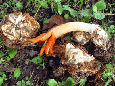 Μανιτάρι του Νοτίου ημισφαιρίου, στην Ελλάδα λόγω του 2ου Παγκοσμίου πολέμου