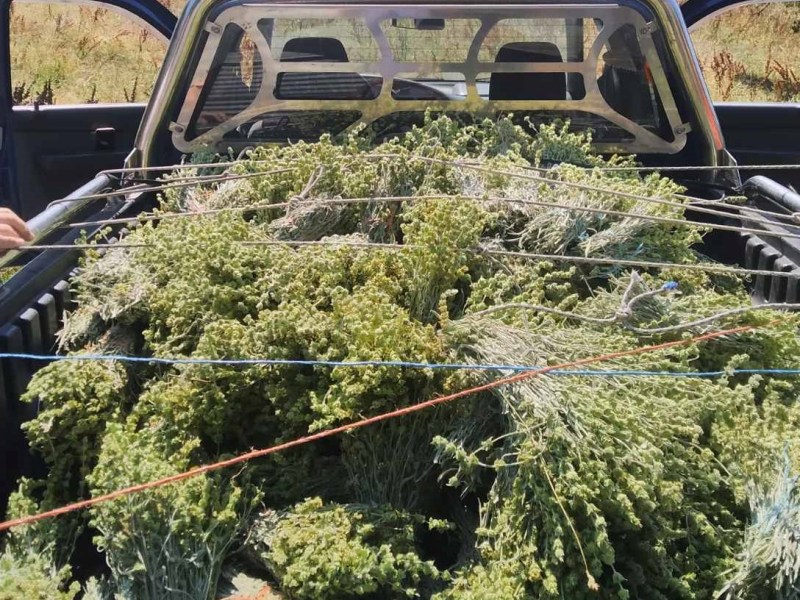 Θεσπρωτία: Κατασχέθηκε μεγάλη ποσότητα τσαγιού που είχε συλλεχθεί παράνομα