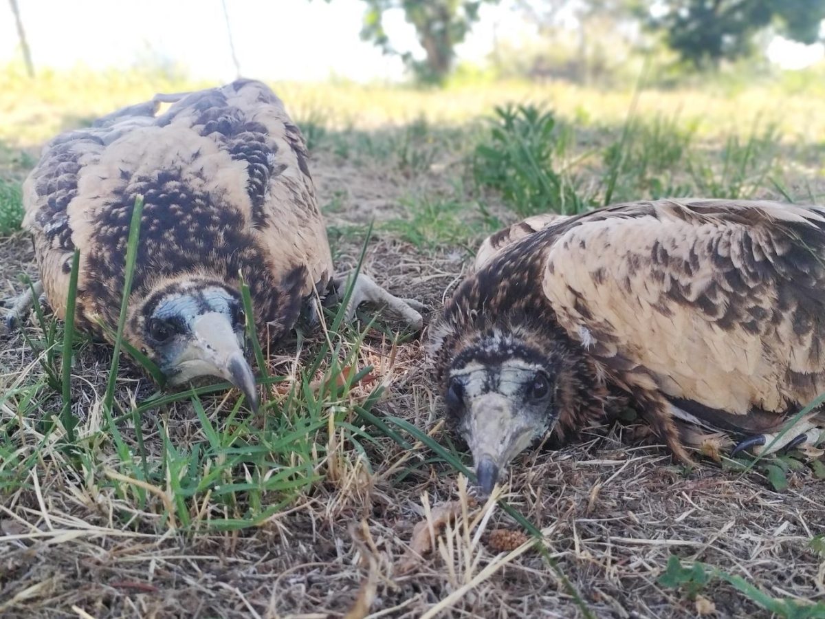 Δαδιά: Προληπτική απομάκρυνση δύο νεοσσών του σπάνιου είδους Ασπροπάρη από τη φωλιά