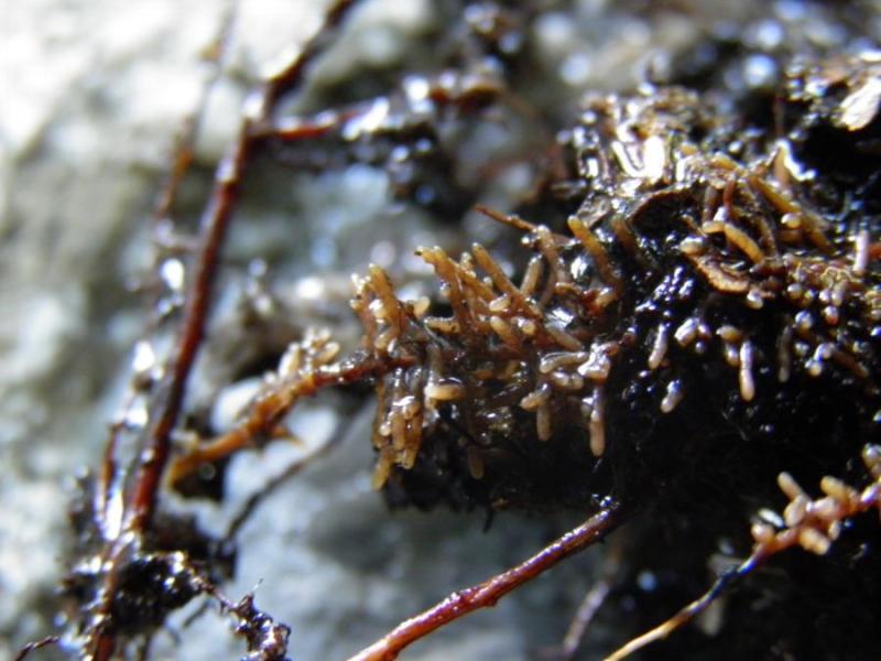 Η σημασία των εκτομυκορριζών στην ευρωστία και διατήρηση των δασικών οικοσυστημάτων