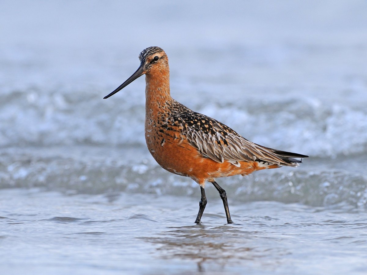 Η ακούραστη θαλασσολιμόζα πετάει 13.000 χλμ χωρίς στάση!