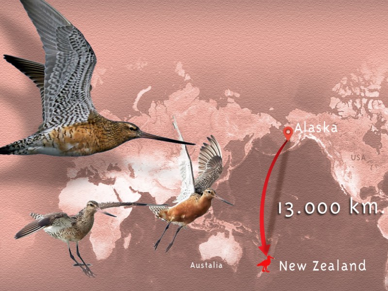 Θαλασσολιμόζα: συνδυασμός εκπληκτικής ομορφιάς και απίστευτης βιολογικής αντοχής