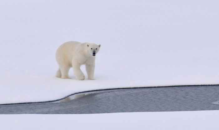white polar bear on a pack of ice