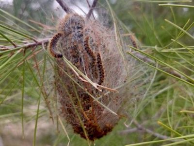 Πευκοκάμπια: Είναι τελικά αθώος εχθρός;