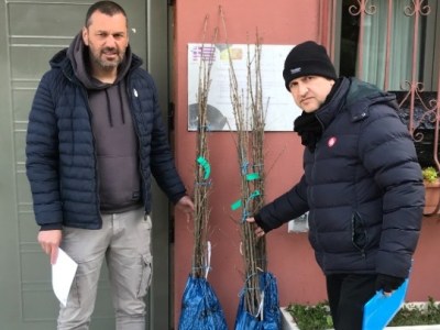 Σφενδάμια από τον Καναδά φυτεύονται σε κάθε γωνιά της Ελλάδας