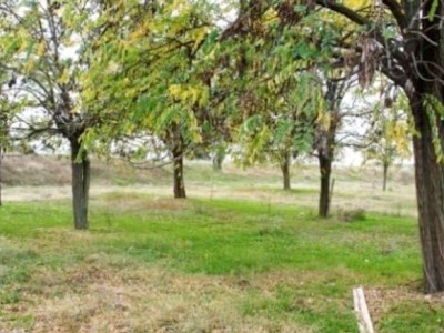 Ένα μονομερές «Εθνικό Σχέδιο Αναδάσωσης»