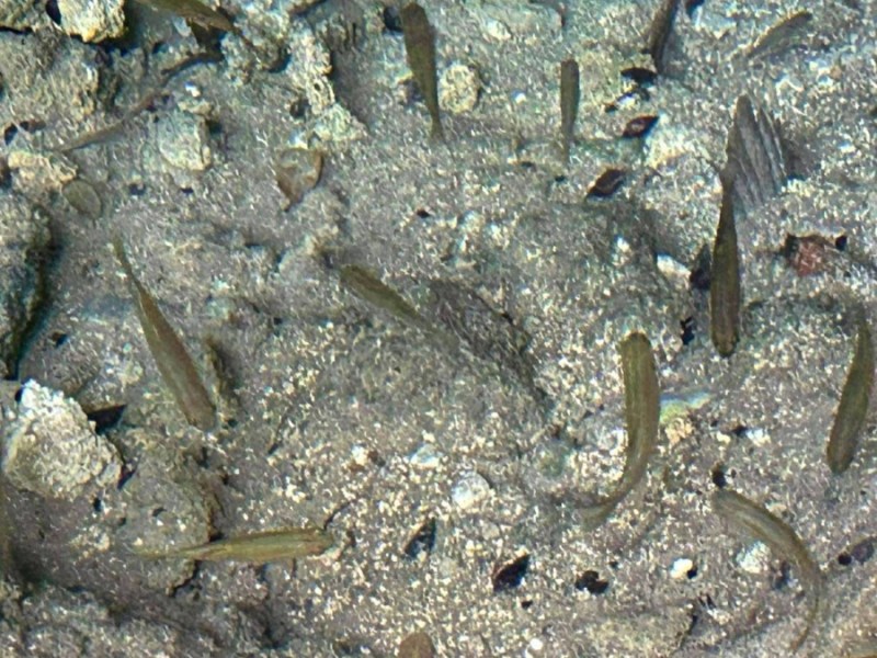 Γκιζάνι: Ένας μικρός πρωταθλητής