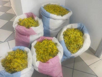 Σύλληψη για παράνομη συλλογή πρίμουλας στον Γράμμο