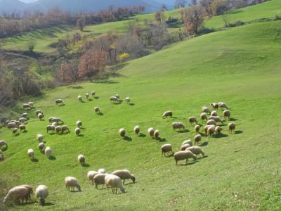 Νέα παράταση για τα Διαχειριστικά Σχέδια Βόσκησης και ανάθεση νέας διαγωνιστικής διαδικασίας 