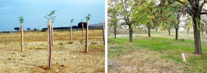 Υποβαθμισμένος βοσκότοπος που φυτεύτηκε με ψευδακακία (αριστερά), χωρίς να απαγορευτεί η βόσκηση, γιατί τοποθετήθηκαν στα δενδρύλλια προστατευτικοί πλαστικοί σωλήνες, για να εξελιχθεί στη συνέχεια σε ένα δασολίβαδο με υψηλή βιοποικιλότητα (δεξιά).