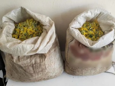 Συλλήψεις αλλοδαπών για παράνομη συλλογή πρίμουλας