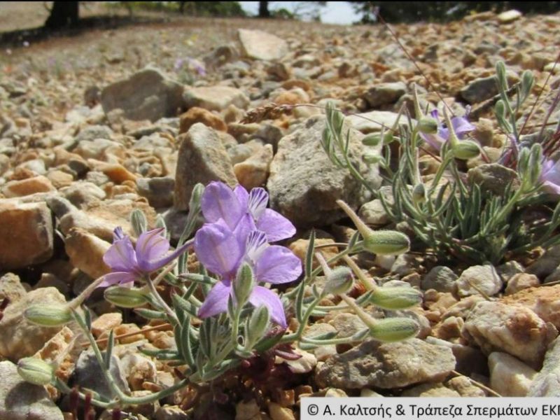 Ξαναβρέθηκε μετά από 61 χρόνια σπάνιο φυτό της Ελληνικής χλωρίδας