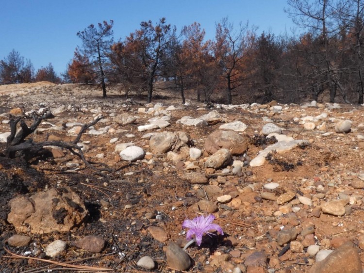 Δασικές πυρκαγιές: Η επόμενη μέρα
