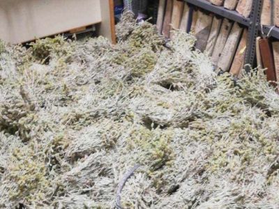 Δασαρχείο Χαλκίδας: Κατάσχεση 80 κιλών «τσάι σιδερίτης»