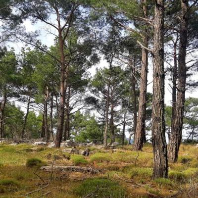 Αναθεώρηση Πολιτικής Αντιπυρικής Προστασίας: Ο κρίσιμος ρόλος της χαρτογράφησης της δασικής καύσιμης ύλης