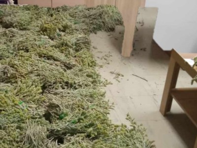 Δασαρχείο Χαλκίδας: Κατάσχεση 100 κιλών του αυστηρά προστατευμένου είδους «τσάι σιδερίτης»