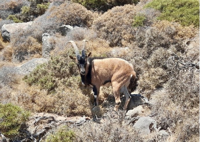 Αίγαγρος (Capra aegagrus pictus)