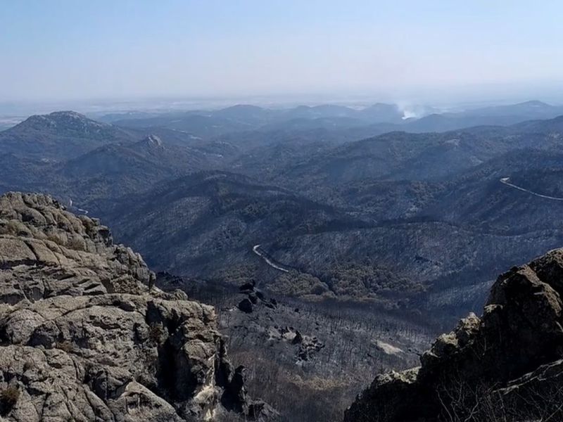 Τμήμα Δασολογίας ΔΠΘ: Πρωτοβουλία για την μεταπυρική αποκατάσταση του δάσους της Δαδιάς