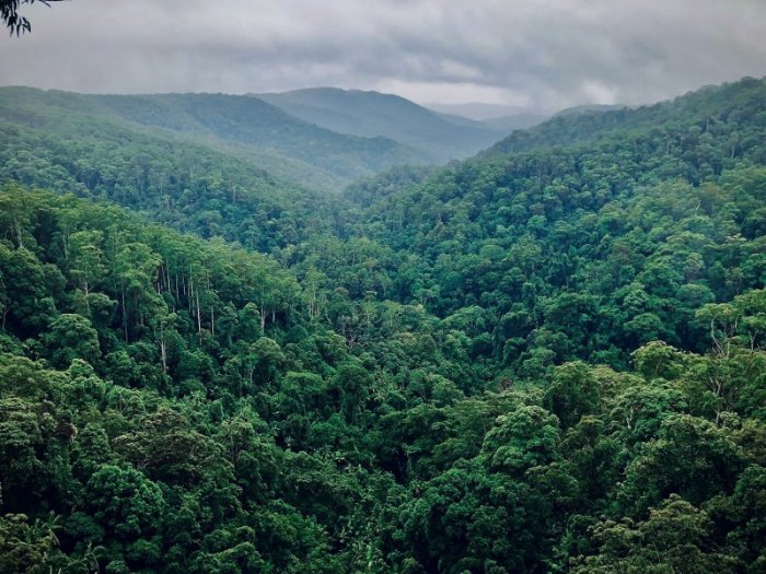 Amazon Rainforest - Τροπικό δάσος Αμαζονίου