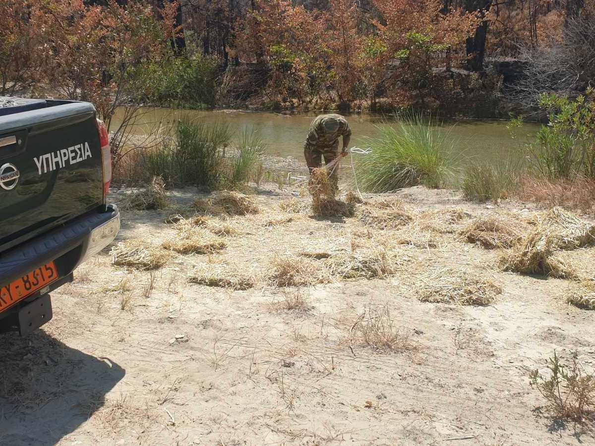 Σίτιση ελαφιών σε περιοχές της Ρόδου που επλήγησαν από την πυρκαγιά