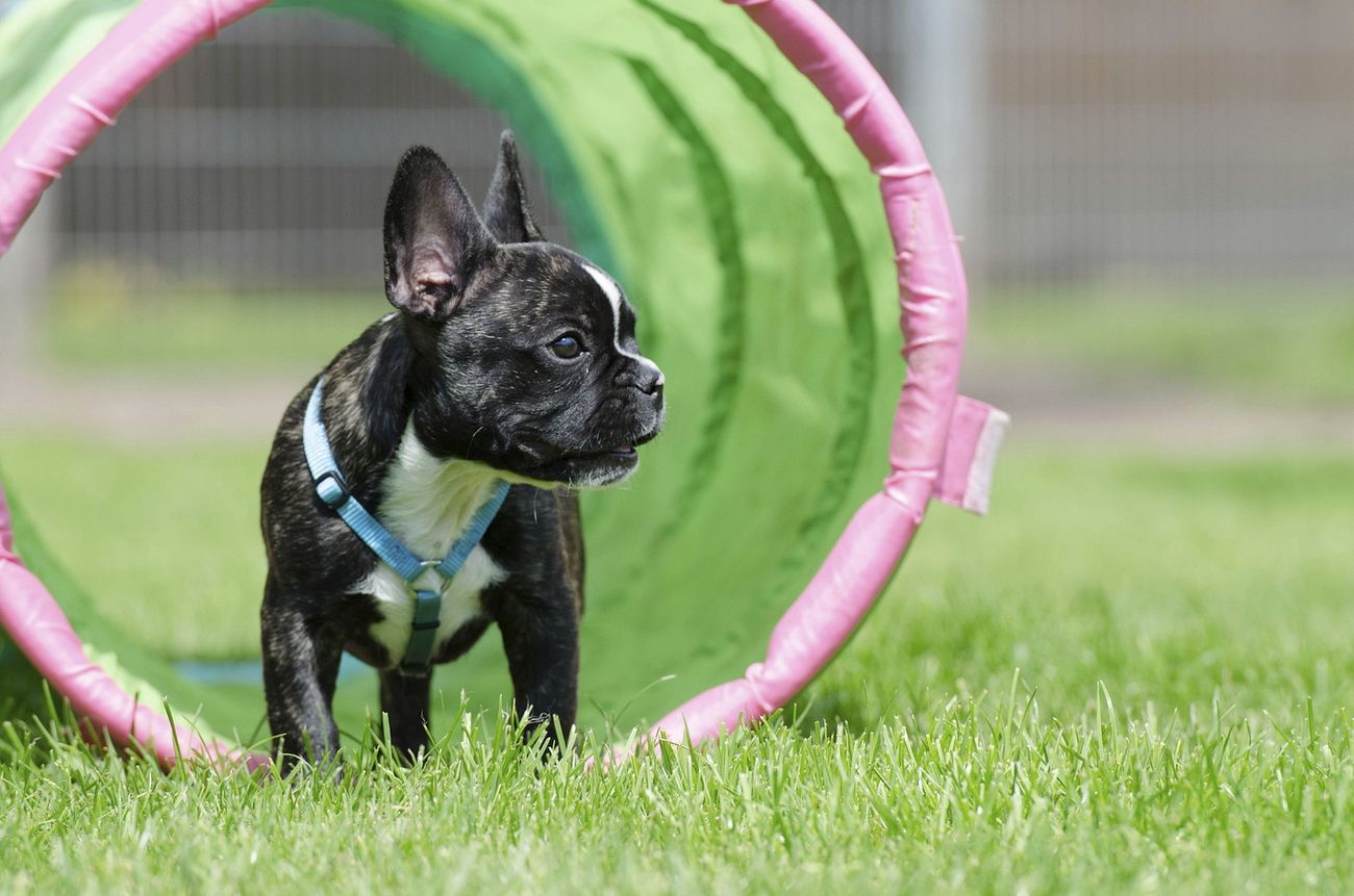 Black dog in playground