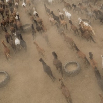 Ένας «πατέρας» με χίλια άλογα στα Άνω Πορόια Σερρών