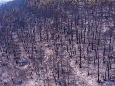 Αναδασώσεις επί χάρτου