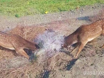Ο καθημερινός «σκληρός» θάνατος του ελαφιού